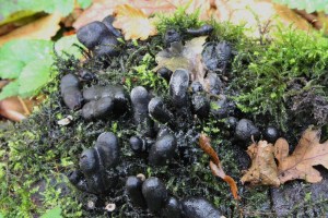 xylaria polymorpha (2) (1000 x 667).jpg